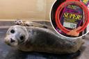 A petition has been launched to save seals by banning the sale of plastic ‘flying ring’ frisbees