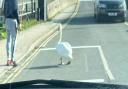 There was a traffic jam through Potter Heigham this afternoon after a swan took a stroll in the road