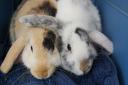 Krispie and Cheerio are up for adoption at East Coast Pet Rescue.