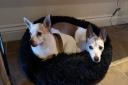 Mac and Millie are currently up for adoption with East Coast Pet Rescue.