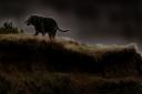 The legendary spectral hound Black Shuck. Picture: Sam Robbins