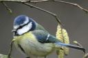 Its colourful mix of blue, yellow, white and green make the agile blue tit one of the most attractive resident garden birds. Picture: RSPB