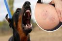 Norfolk and Waveney has seen a big rise in people being treated for dog bites