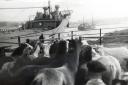Cliff Temple took this photograph in the 1960s of ponies being shipped out of Great Yarmouth.