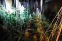 The cannabis plants were found at a property near Great Yarmouth