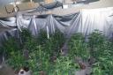 90 plant cannabis farm found in Great Yarmouth