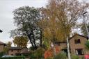 The protected oak tree in Turner Close, Bradwell