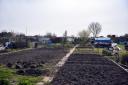 The Tar Works Road allotments site which is run by the Great Yarmouth and Gorleston Allotments Association.