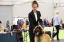Jennifer Herod, 25, and one-year-old Cilla are preparing to hit the big time at Crufts dog show.