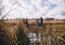Researchers coring into deep peat soils in the Broads