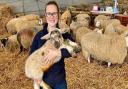 Becca Hirst with Walter, the biggest lamb ever to be born at the family's farm in Ormesby, near Great Yarmouth. The picture was taken when he was just 12 hours old.