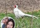 The white, possibly albino, pheasant seen by Robert Leeder and his partner Bonnie in rural Norfolk