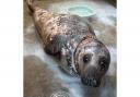 Cruella, an adult grey seal, was rescued from Horsey beach after getting entangled in plastic piping.