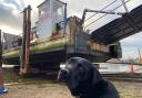 Skipper the dog oversaw the arrival of the Reedham chain ferry at Excelsior's boat yard in Lowestoft on January 11.