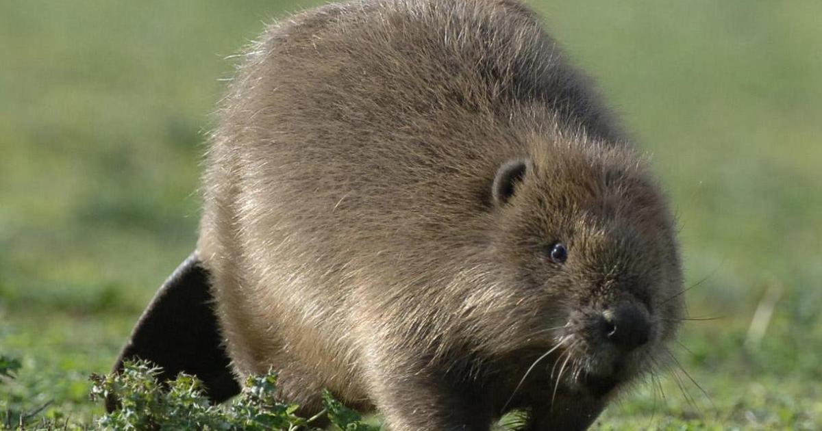 Beavers to be reintroduced in west London to help tackle climate change - Vimarsana News