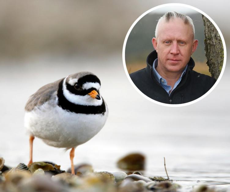Warning to dog walkers as beach birds settle down on eggs