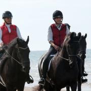 26 Friesian horses will be trotting down Great Yarmouth's Golden Mile