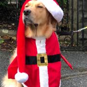 Santa Paws grottos for dogs are running at garden centres in Norfolk and Waveney this Christmas.