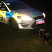 Great Yarmouth Police Dog Harry after he tracked the suspect successfully.