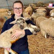 Becca Hirst with Walter, the biggest lamb ever to be born at the family's farm in Ormesby, near Great Yarmouth. The picture was taken when he was just 12 hours old.