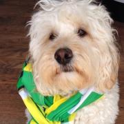 'Who, me?' An innocent-looking Freddie, sporting Norwich City colours.