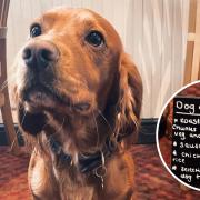 The King's Arms in Ludham has launched a menu for dogs