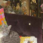 Have you visited Norfolk\'s retro-themed cat cafe?