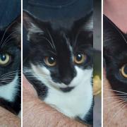 \'Catdashians\', Kourtney, Khloe and Kim are three five-month-old kittens looking for a forever home