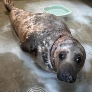 Cruella, an adult grey seal, was rescued from Horsey beach after getting entangled in plastic piping.