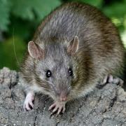 Pest control callouts to Great Yarmouth council increased by 50pc last year. Picture - Newsquest