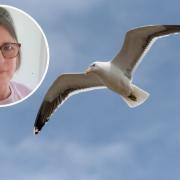 Bev Dee was attacked by gulls while walking her dog on Thames Way in Caister.