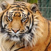 Dua the tiger at Thrigby Hall Wildlife Gardens has died
