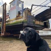 Skipper the dog oversaw the arrival of the Reedham chain ferry at Excelsior's boat yard in Lowestoft on January 11.