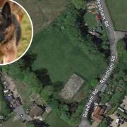 A new dog walking field could open in a field in Moulton St Mary in Norfolk.