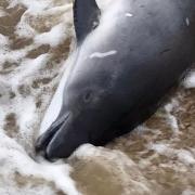 A porpoise was found dead in Great Yarmouth this morning