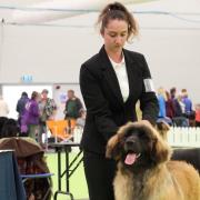 Jennifer Herod, 25, and one-year-old Cilla are preparing to hit the big time at Crufts dog show.