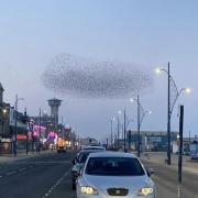 A large murmuration of starlings was spotted over Great Yarmouth