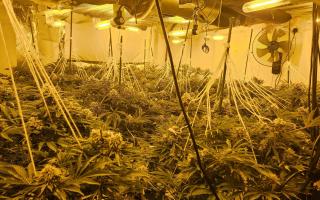 A cannabis farm was discovered in Great Yarmouth on April 11